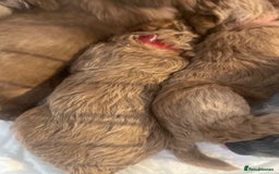 Toy Poodle dogs for sale: Toy poodle puppies  - Image 8