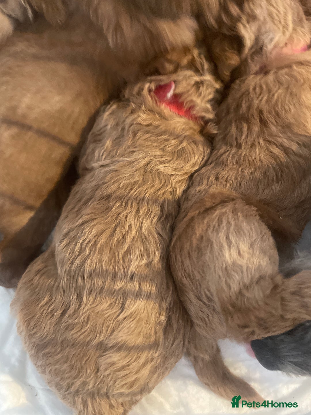 Toy Poodle dogs for sale: Toy poodle puppies  - Image 8