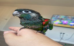 Conures birds for sale: Hand reared silly tame conure  - Image 7