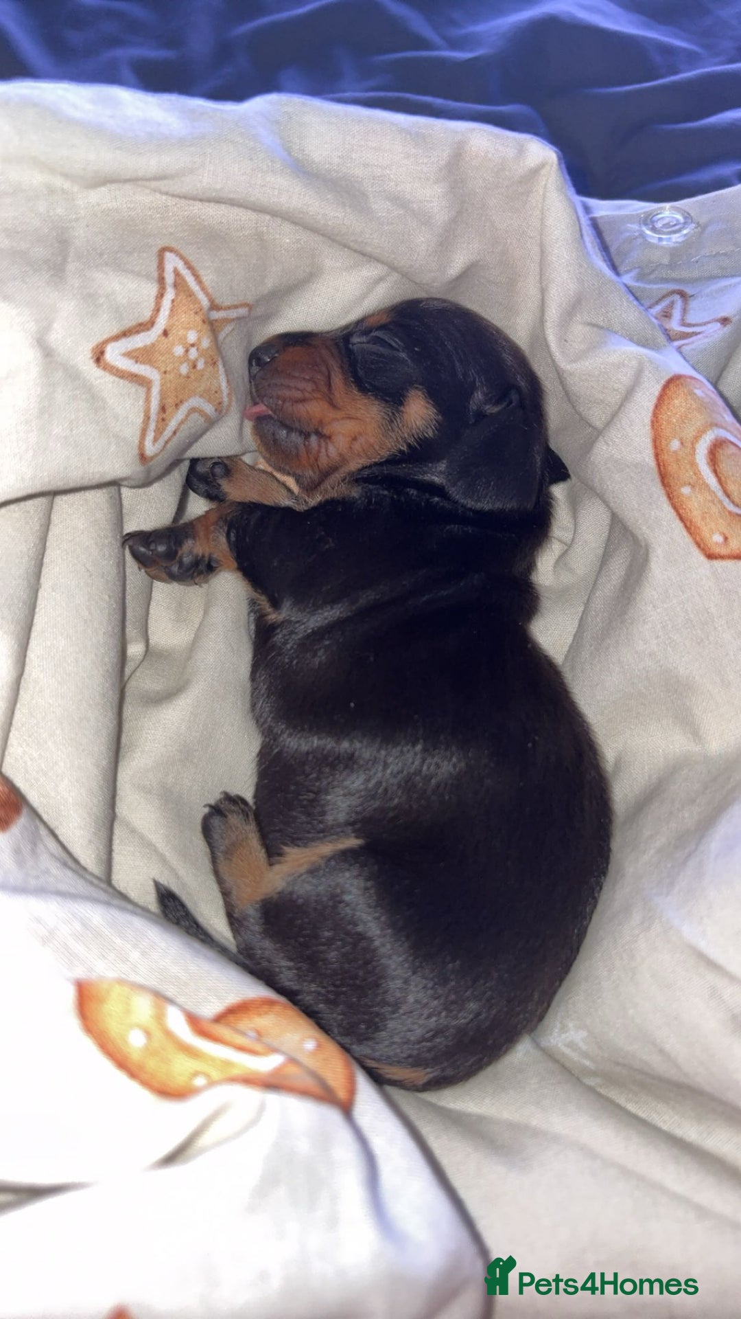 Miniature Dachshund dogs for sale: 6 Gorgeous Miniature Dachshunds for sale🩷💙 - Advert 3