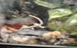Gecko reptiles for sale: Mourning Gecko hatchlings. - Image 3