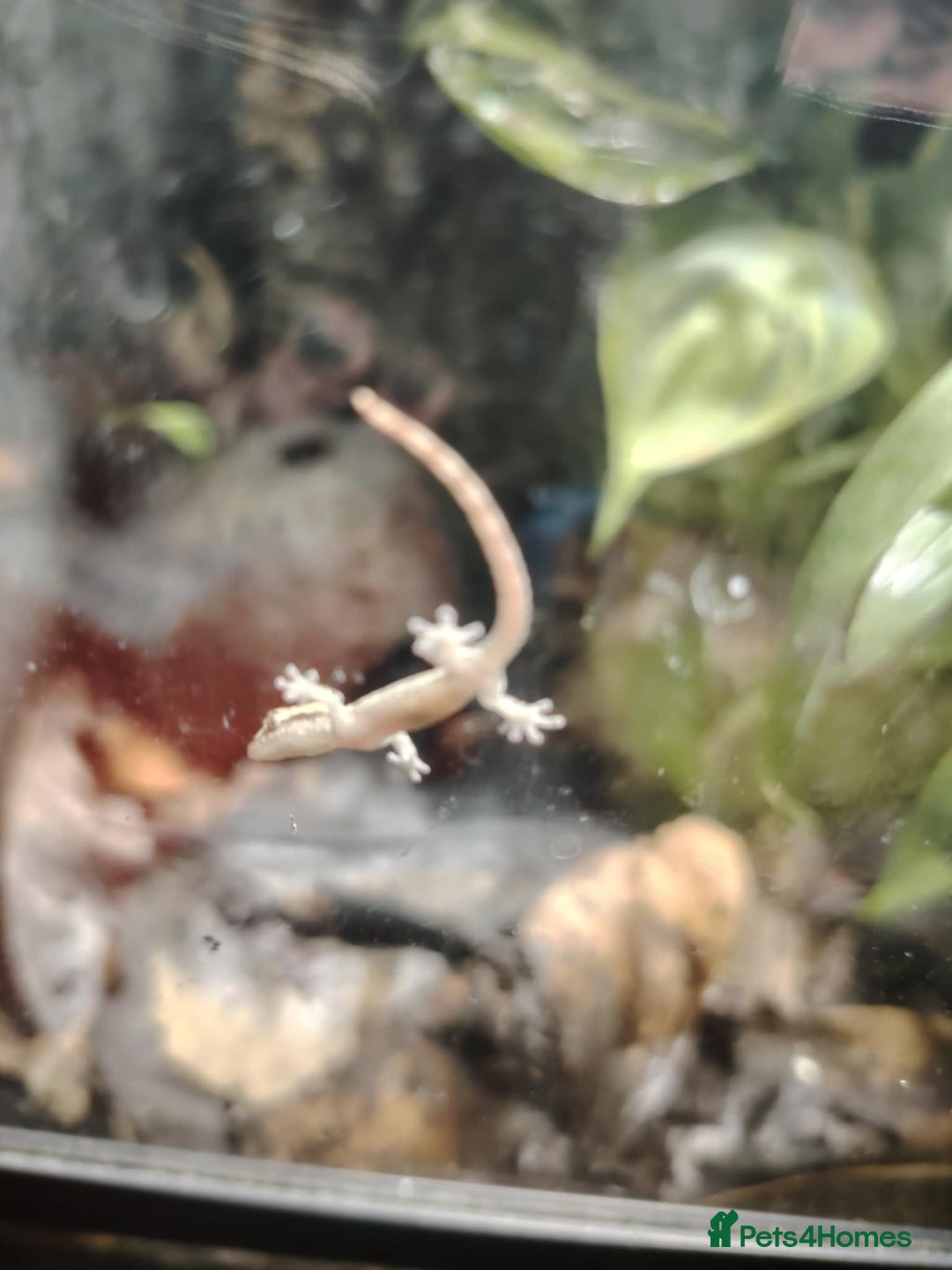 Gecko reptiles for sale: Mourning Gecko hatchlings. - Image 3