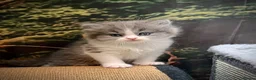 Selkirk Rex cats for sale: Gorgeous Selkirk rex kittens 😻 - Advert 34