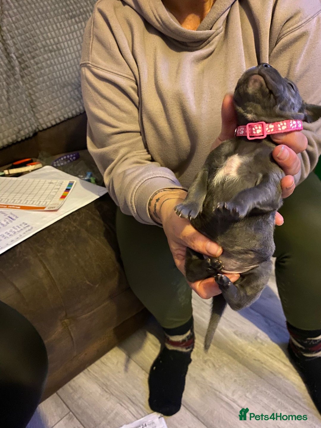 Staffordshire Bull Terrier dogs for sale: Blue pups  - Advert 2