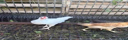 Chickens poultry for sale: Cockerel  in Dewsbury - Advert 8