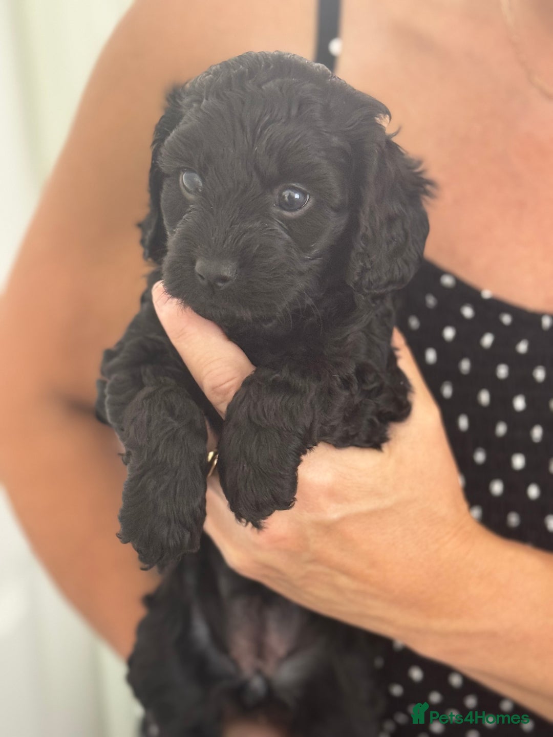 Cavapoo dogs for sale: Beautiful health tested Cavapoo’s 2 black puppies  - Image 10