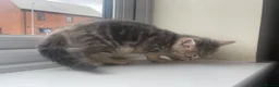 British Shorthair cats for sale: British Blue Shorthair Silver Tabby kittens - Advert 21