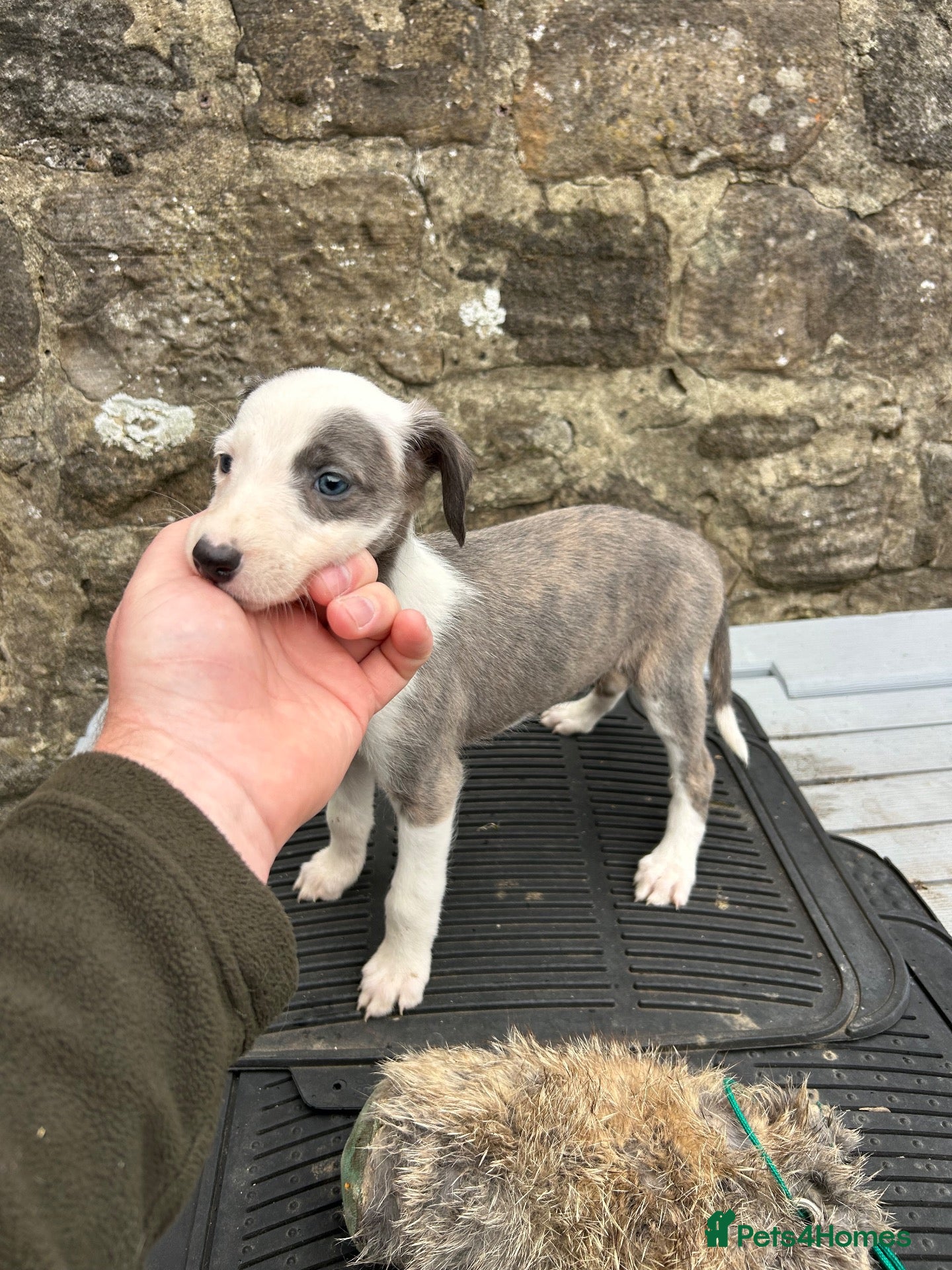 Lurcher dogs Bedlington whippet lurcher pups - Advert 1