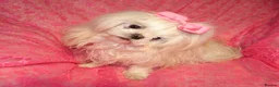 Maltese dogs for sale: Babydoll KC Registered Korean Maltese Adult Girl in Bishop Auckland - Advert 5