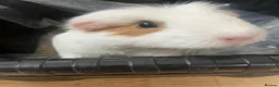 Guinea Pig rodents for sale: 2 Cute Female Guinea Pigs in London - Advert 2