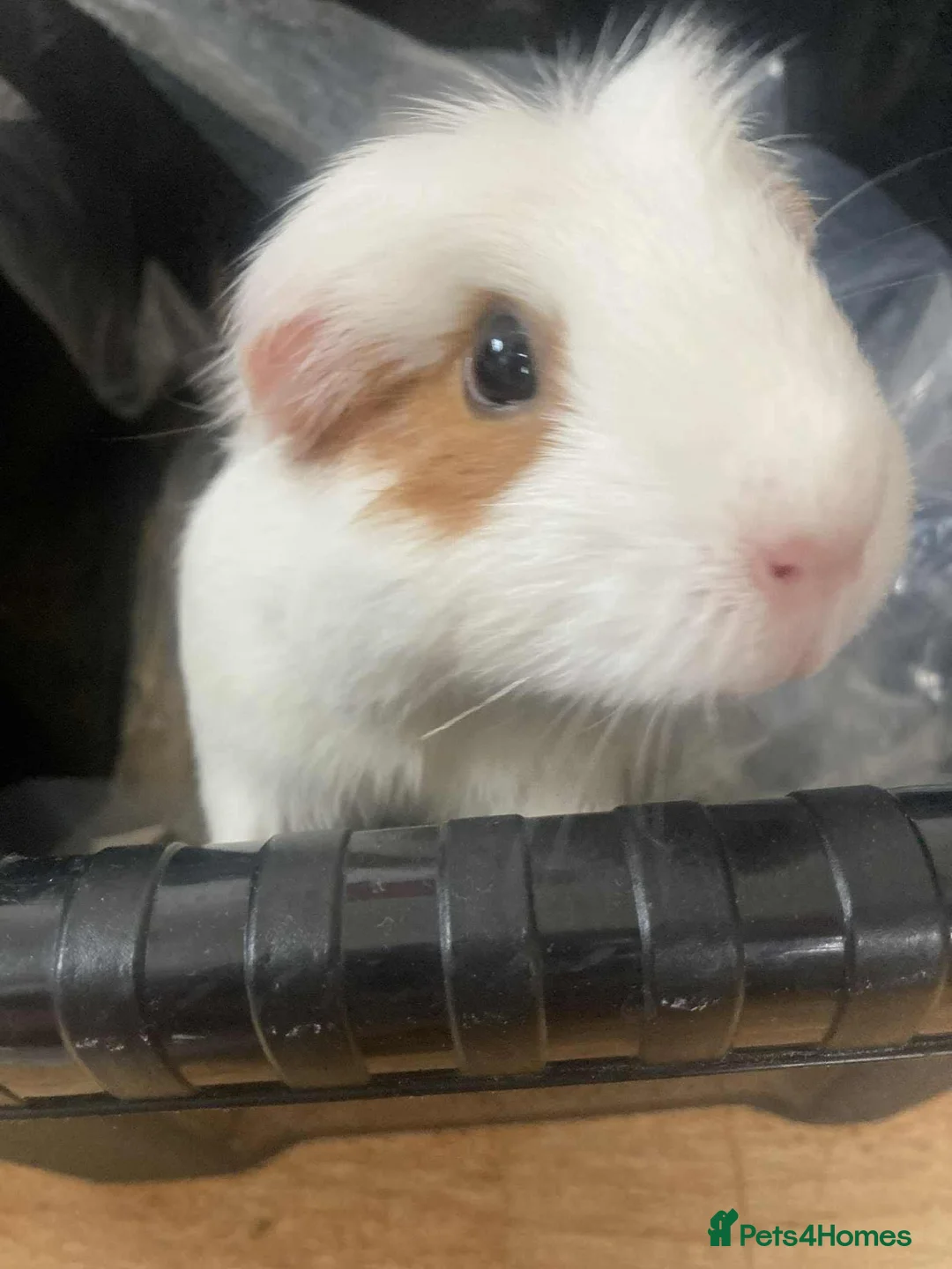 Guinea Pig rodents for sale: 2 Cute Female Guinea Pigs in London - Advert 2