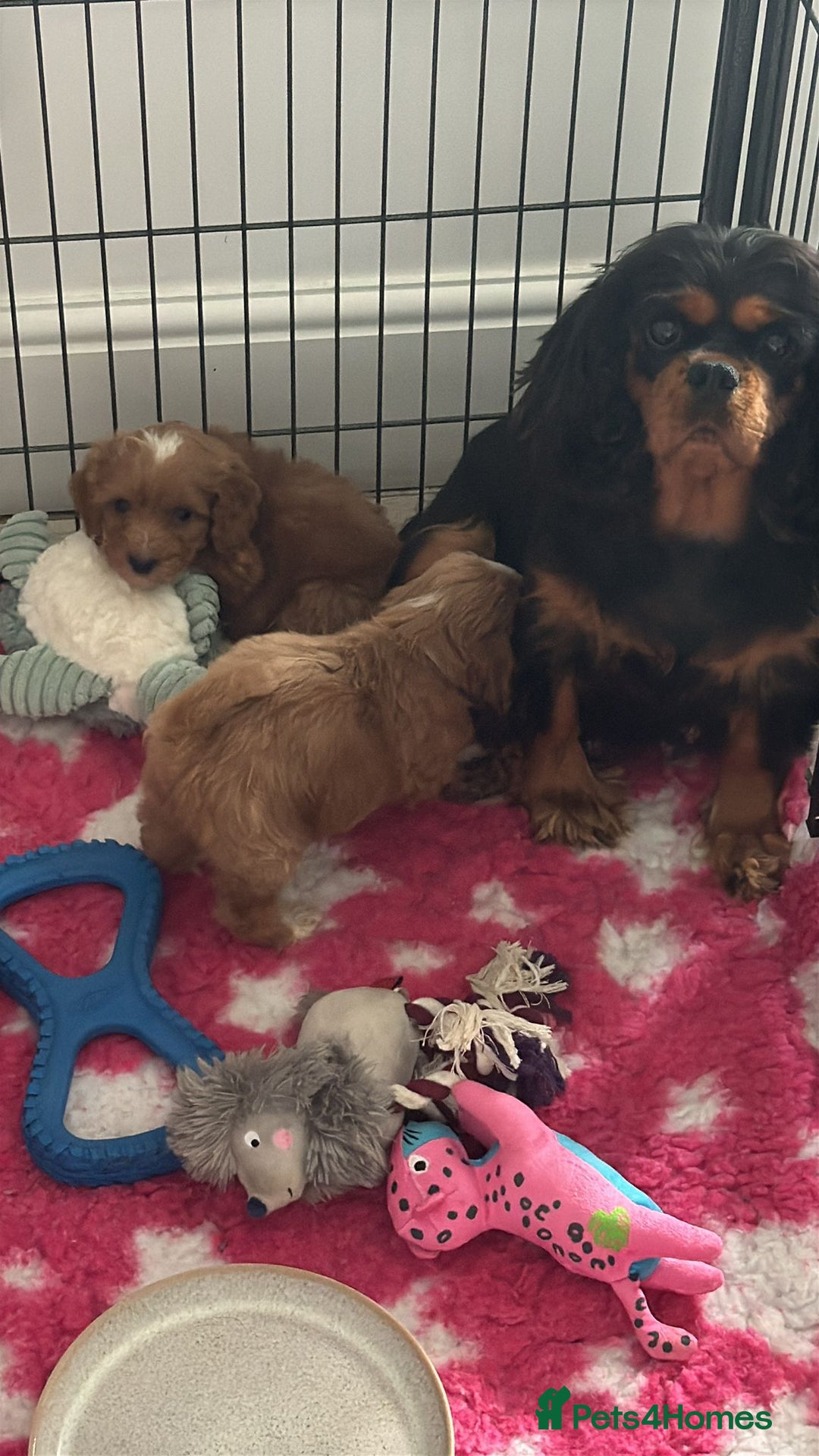 Cavapoo dogs for sale: Beautiful cavapoo puppies ❤️💙 - Image 11
