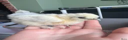 Chickens poultry for sale: Silkie Chicks  in Bedlington - Advert 2