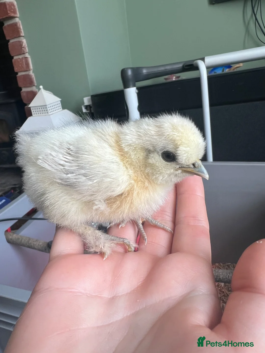 Chickens poultry for sale: Silkie Chicks  in Bedlington - Advert 2