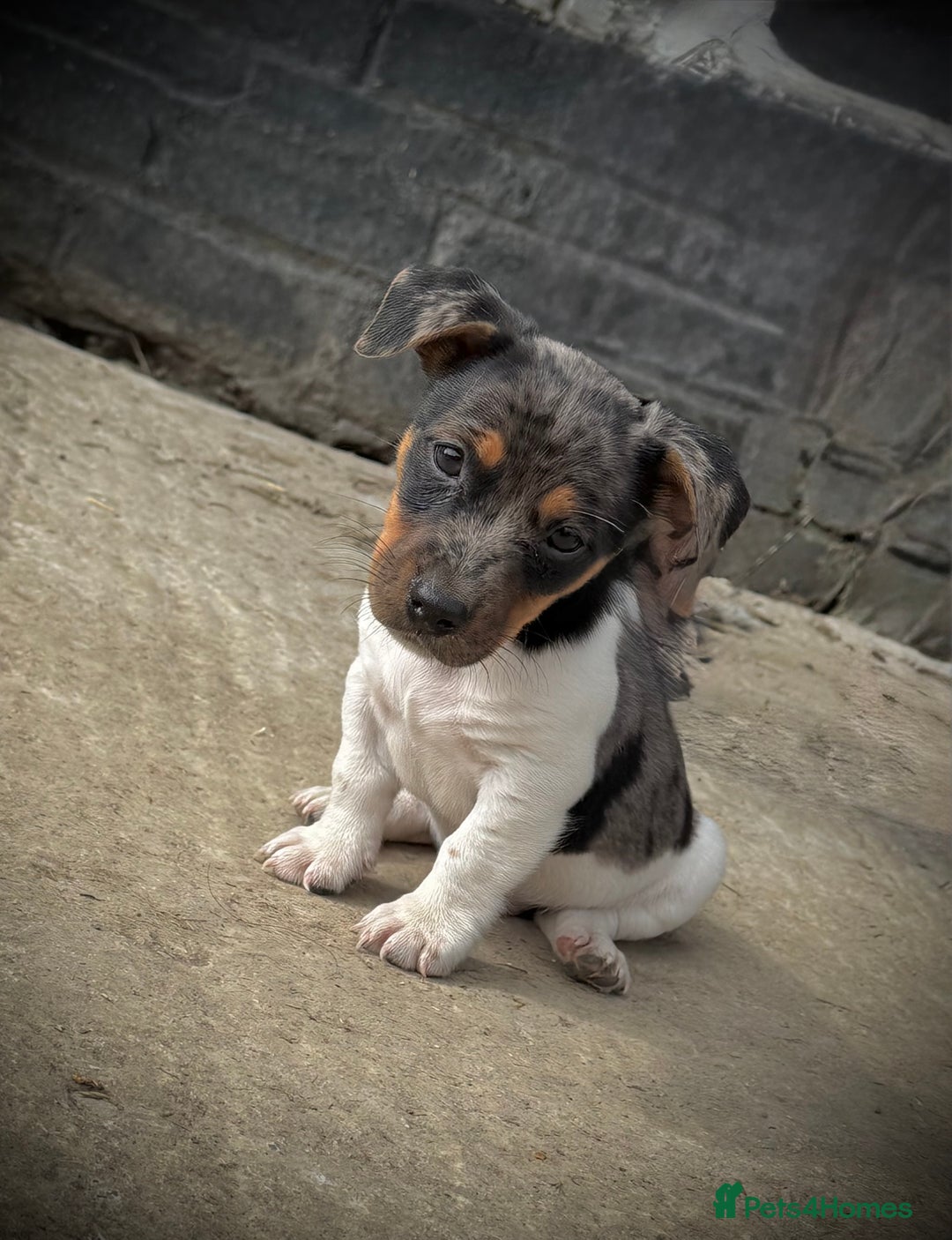 Jack Russell dogs for sale: Outstanding jack russels  - Image 13