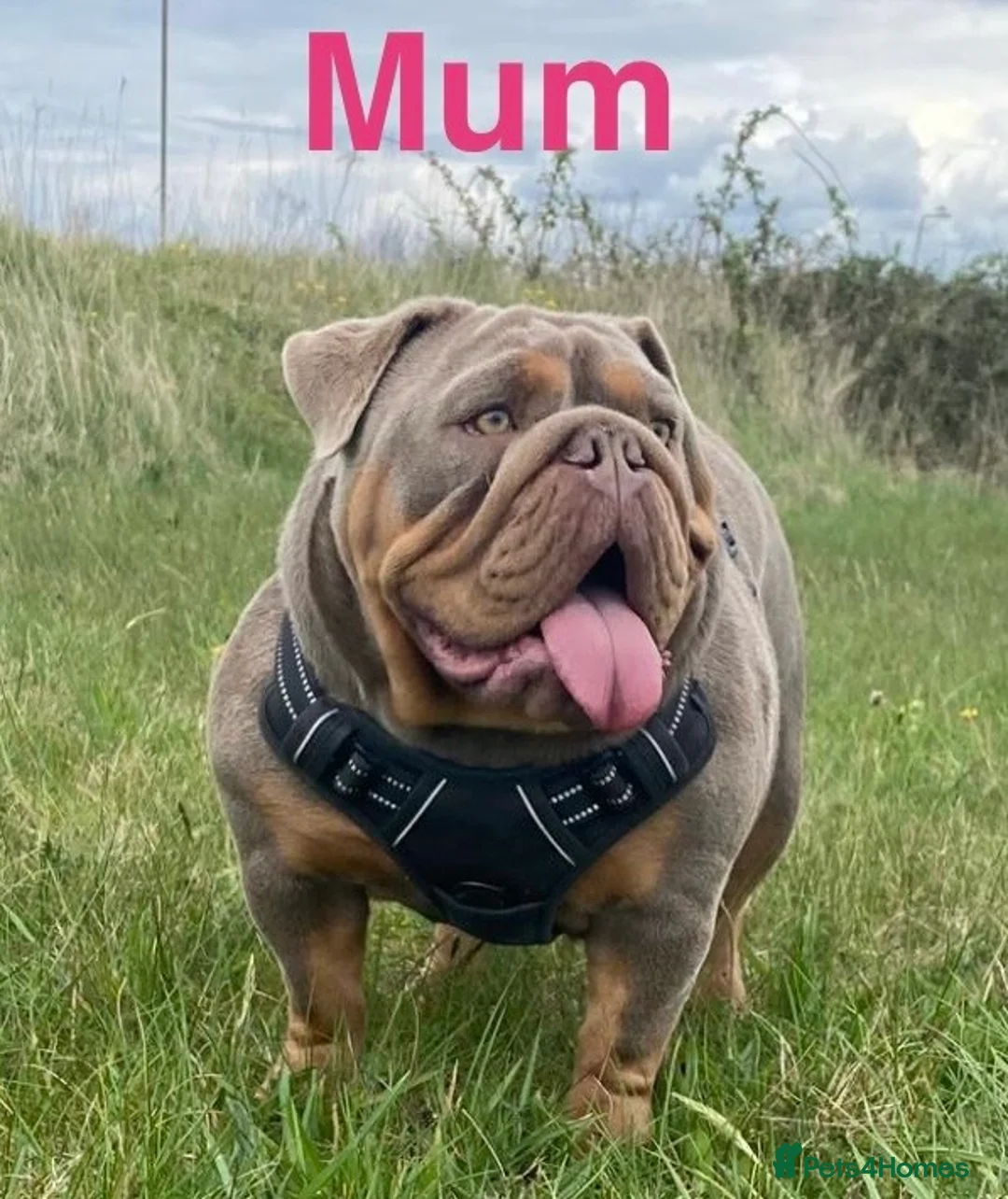 English Bulldog dogs for sale: KC registered English bulldog puppies  - Advert 2