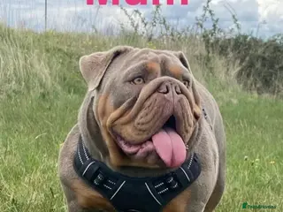 English Bulldog dogs KC registered English bulldog puppies - Advert 9