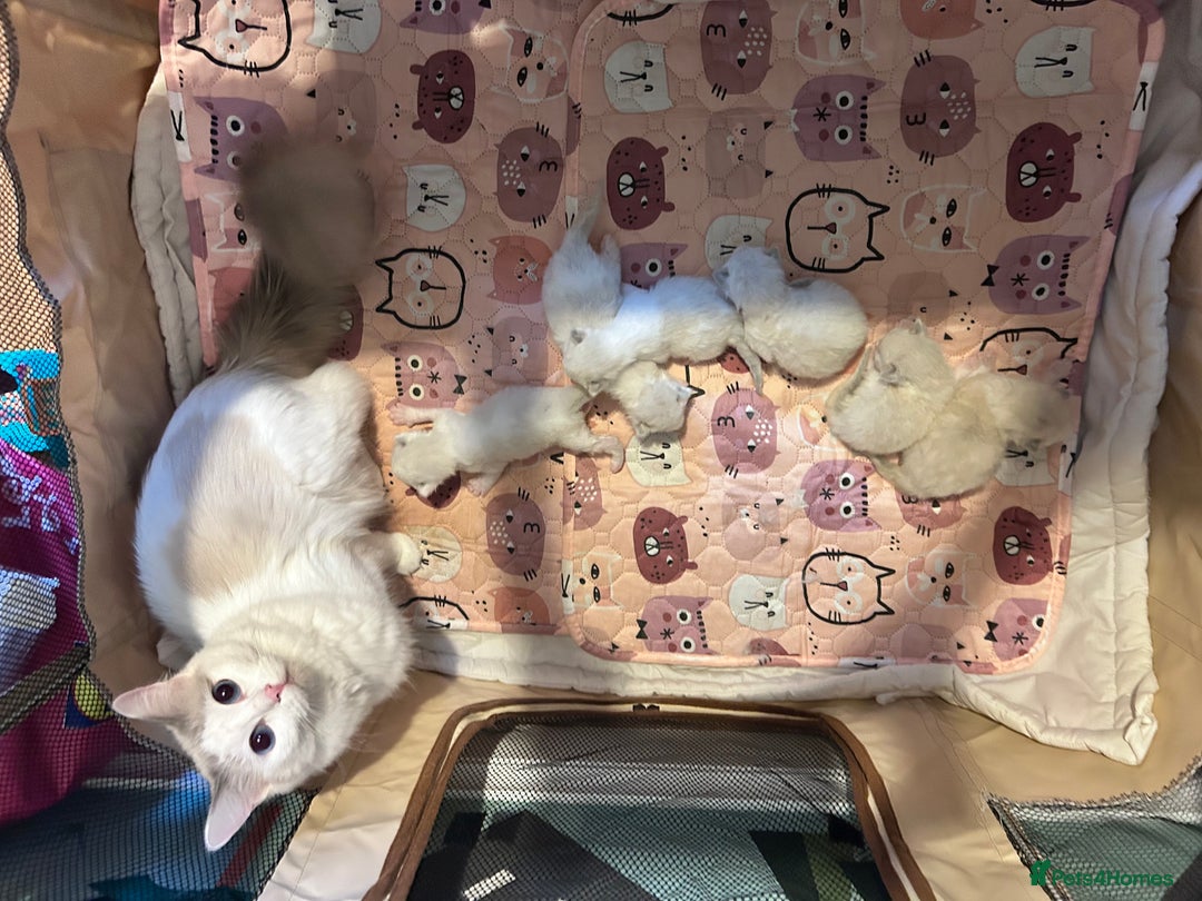 Ragdoll cats for sale: Ragdoll kittens - Image 5