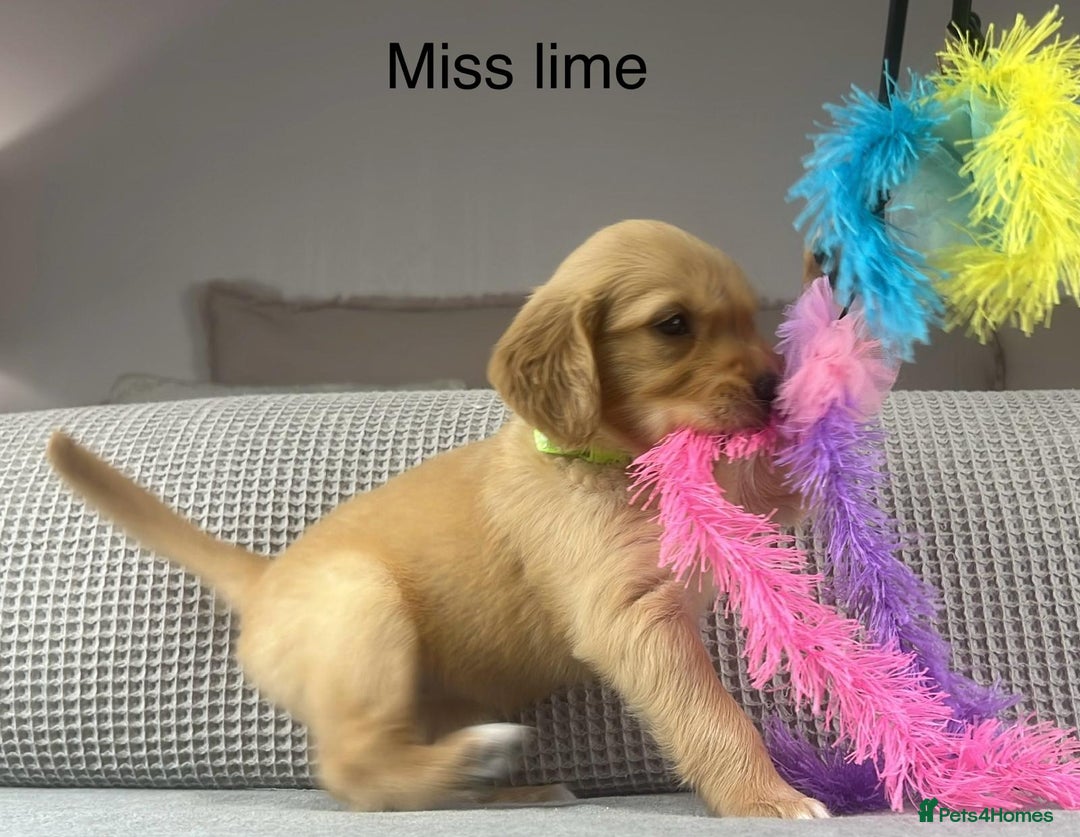 Golden Retriever dogs for sale: KC GOLDENS FROM HIP ELBOW DNA GOOD LINEAGE - Advert 3