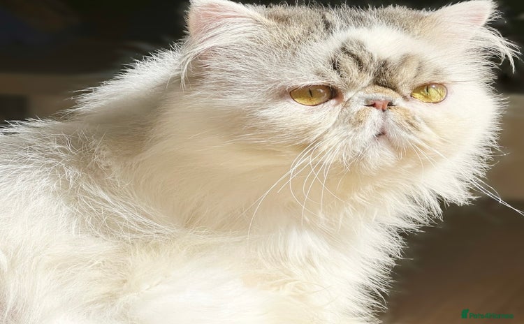 Persian cats - Advert 2