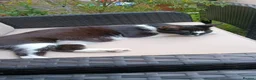 Mixed Breed cats for sale: Loving Homes Wanted for 3 Beautiful Kittens - Advert 3