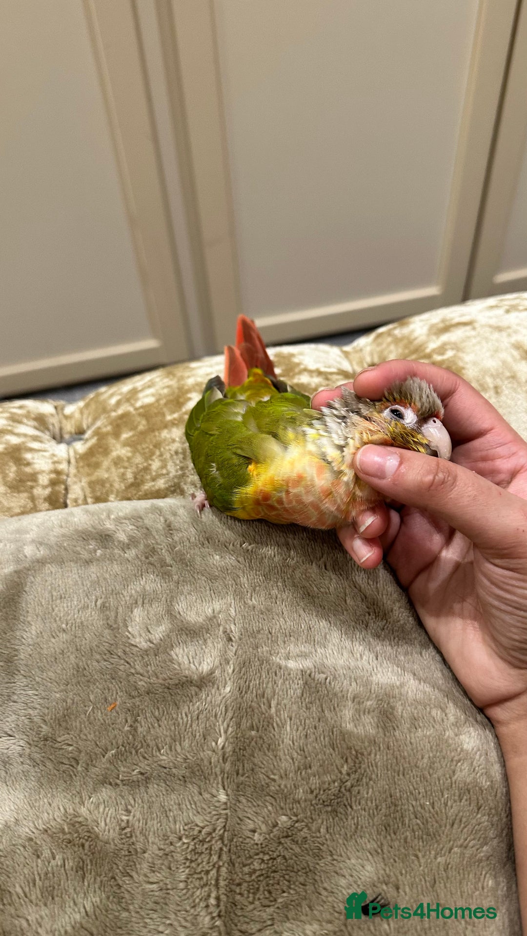 Conures birds for sale: Pineapple concure fully tamed parrot  - Advert 3