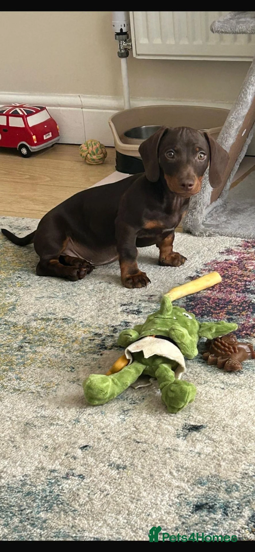 Miniature Dachshund dogs for sale: 8 month old Male Miniature Dachshund  - Advert 2