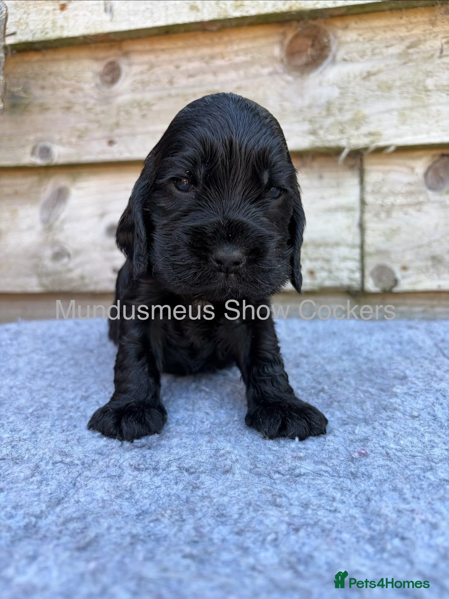 Cocker Spaniel dogs for sale: show quality gold boy and black boy - Advert 9