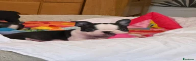 Boston Terrier 3