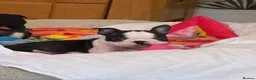 Boston Terrier dogs for sale: Stunning Boston Terrier Puppies  - Advert 6