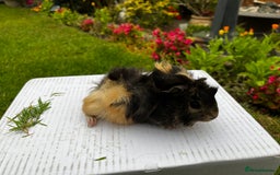 Guinea Pig rodents for sale: Baby boars  - Image 4
