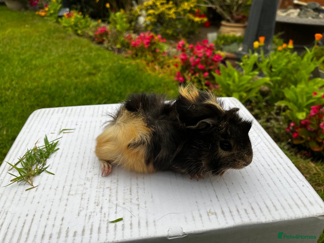 Guinea Pig rodents for sale: Baby boars  - Image 4