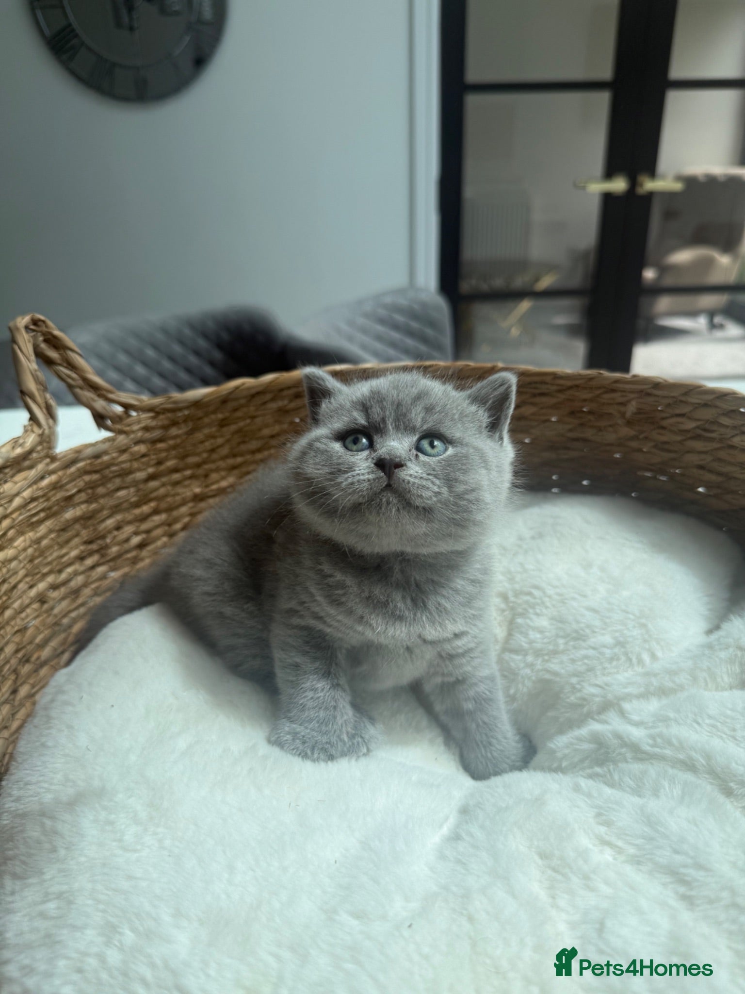 British Shorthair cats 💙🏆 champion 💙BSH 🏆 🧸 - Advert 1