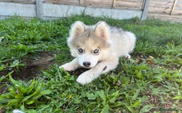 Pomsky dogs for sale: *WAITLIST OPEN* Pomsky puppy *FOUND HOMES* - Image 9