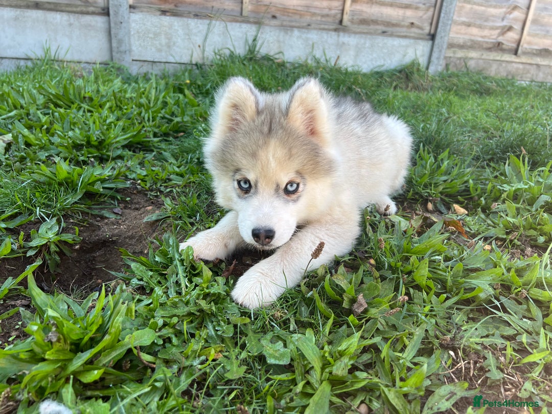 Pomsky dogs for sale: *WAITLIST OPEN* Pomsky puppy *FOUND HOMES* - Image 9