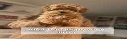 Maltipoo dogs for sale: Exclusive Tiny Korean/Russian Maltipoo KC champ - Advert 9