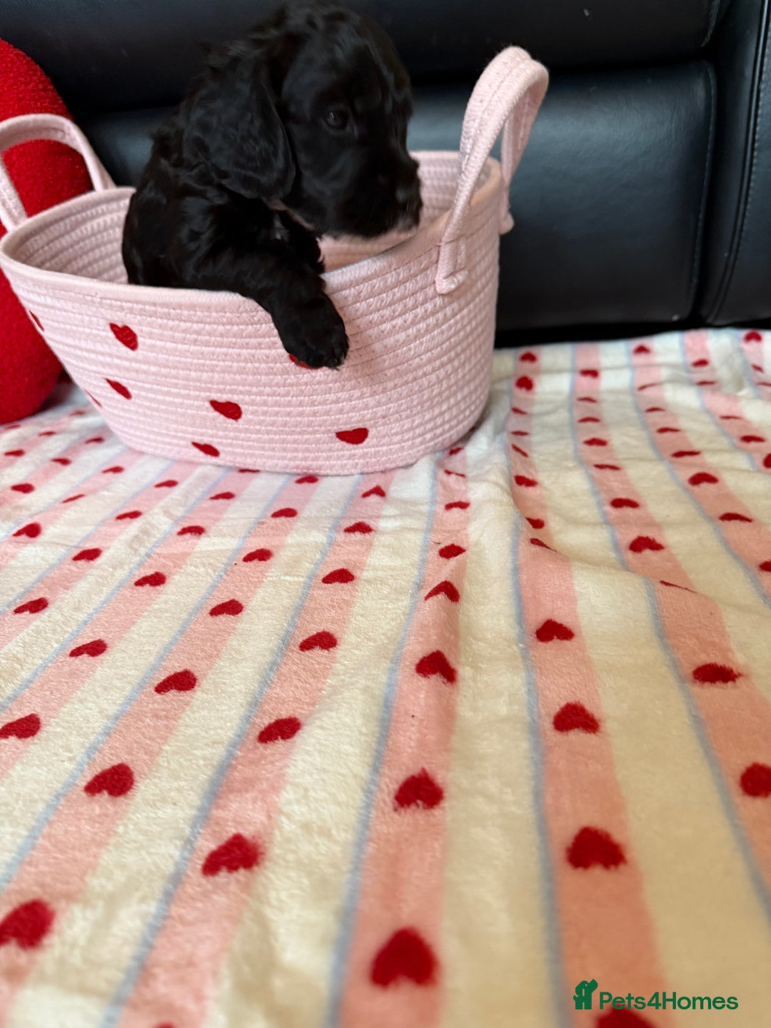 Cockapoo dogs for sale: Beautiful Cockapoo Puppies  - Advert 7