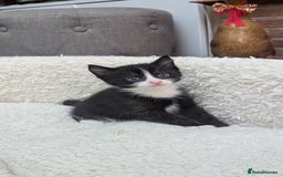 European cats for sale: 5 European shorthair kittens  - Image 13