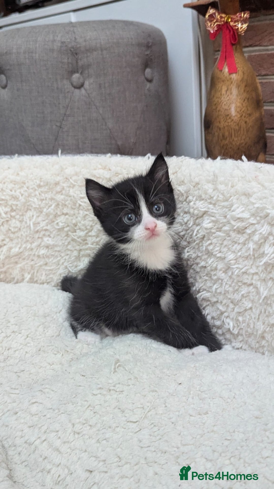 European cats for sale: 5 European shorthair kittens  - Image 13