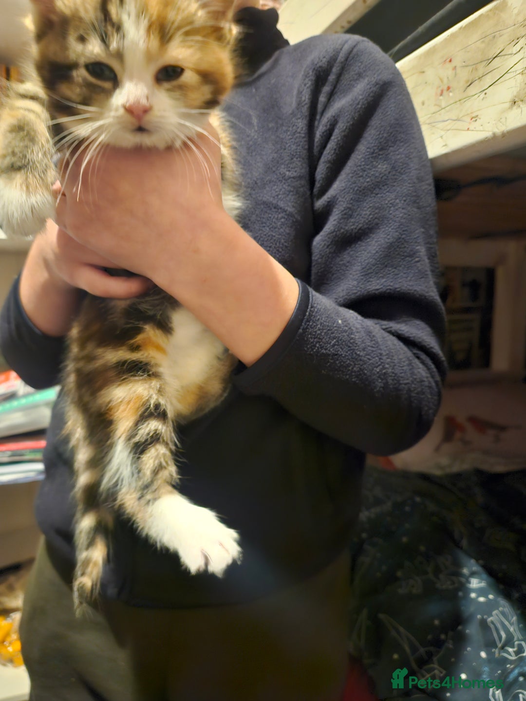 American Shorthair cats for sale: 2 kittens - Advert 10