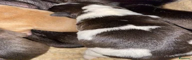 Mixed Breed 2