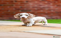 Miniature Dachshund dogs for sale: Miniature cream dachshund - Image 6