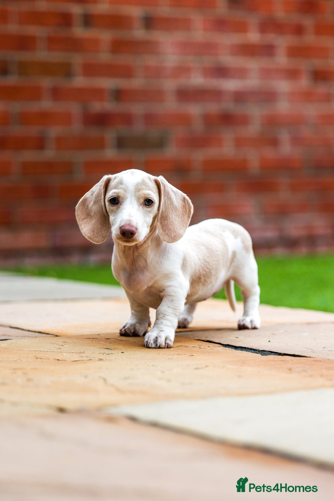 Miniature Dachshund dogs for sale: Miniature cream dachshund - Image 6