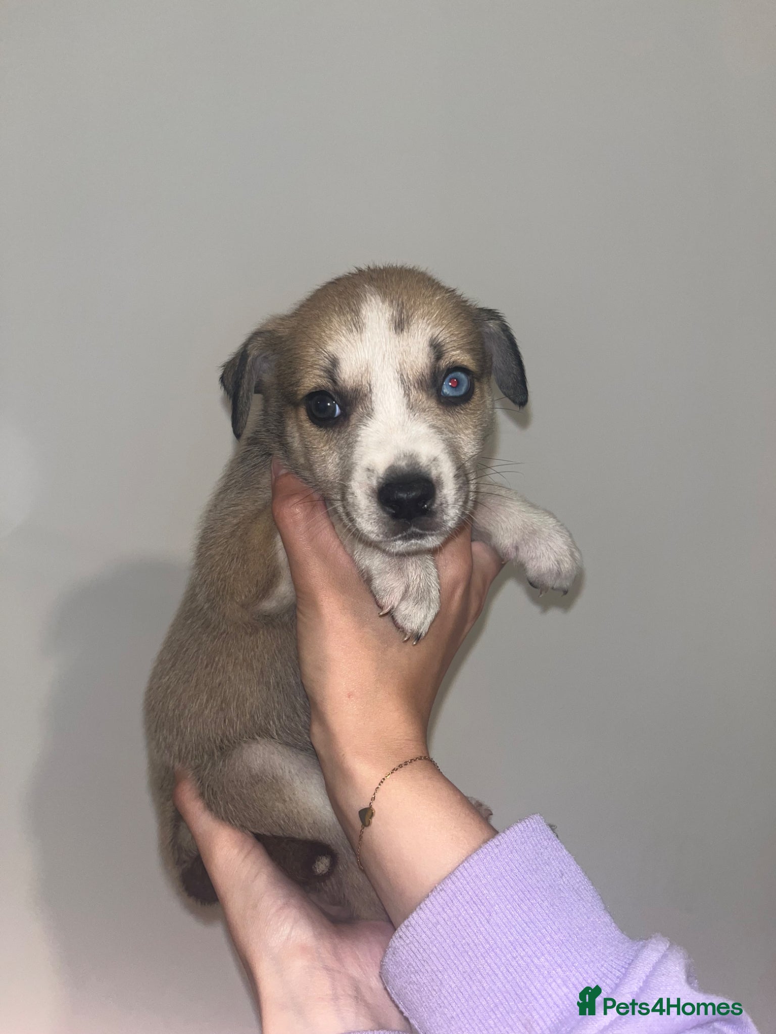 Mixed Breed dogs !!Viewings available-Husky x American Bulldog Pups - Advert 6