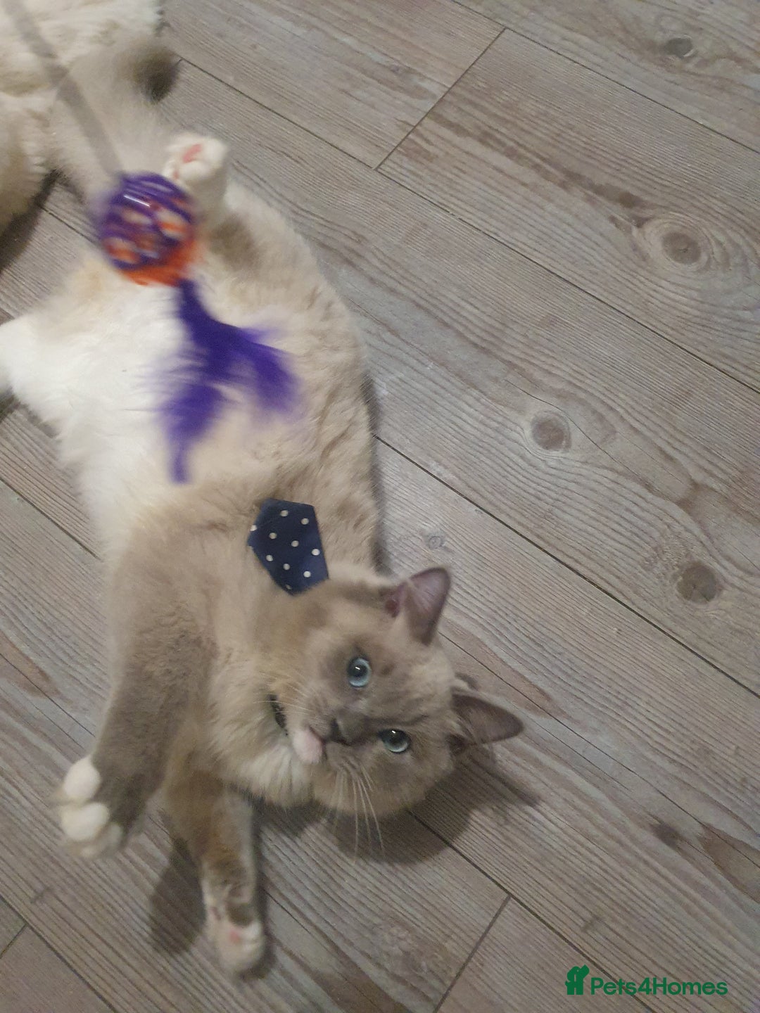 Ragdoll cats for sale: 6.5Months RagdollBoys - Advert 17