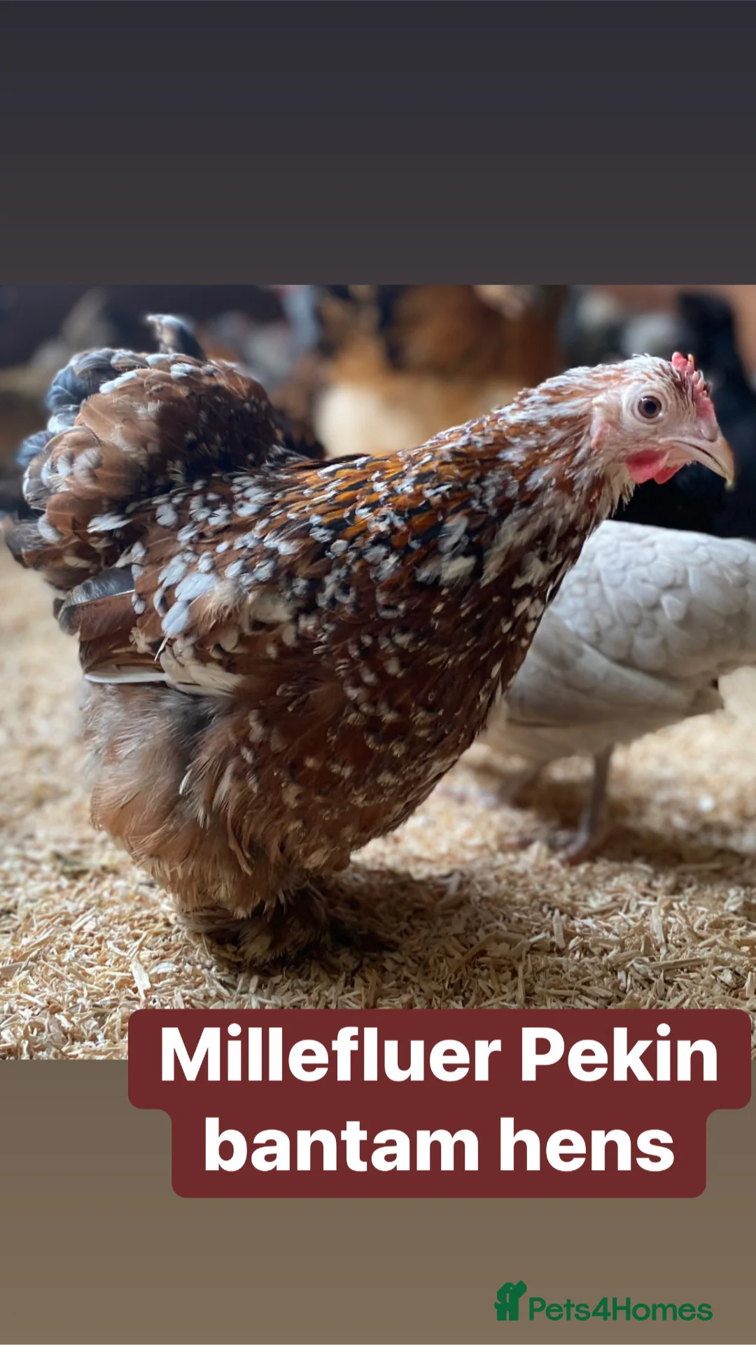 Chickens poultry for sale: Pure breed bantam hens at point of lay - Advert 22