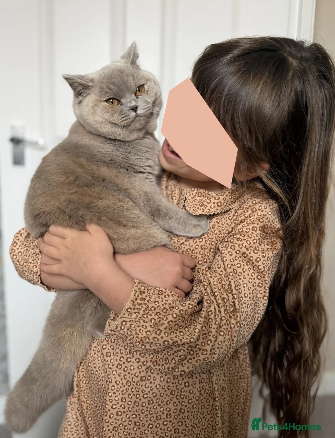British Shorthair cats for sale: British Shorthair Lilac tortie female in Bishop's Stortford - Advert 2