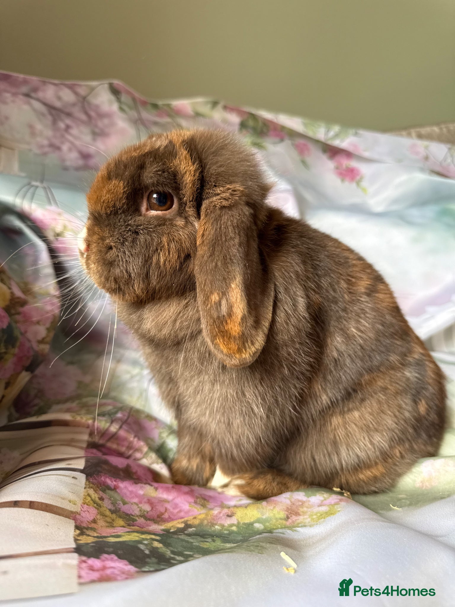 Mini Lop rabbits Pure bred show quality mini lops  - Advert 1