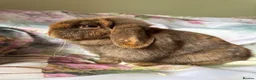 Mini Lop rabbits for sale: Pure bred show quality mini lops  - Advert 1