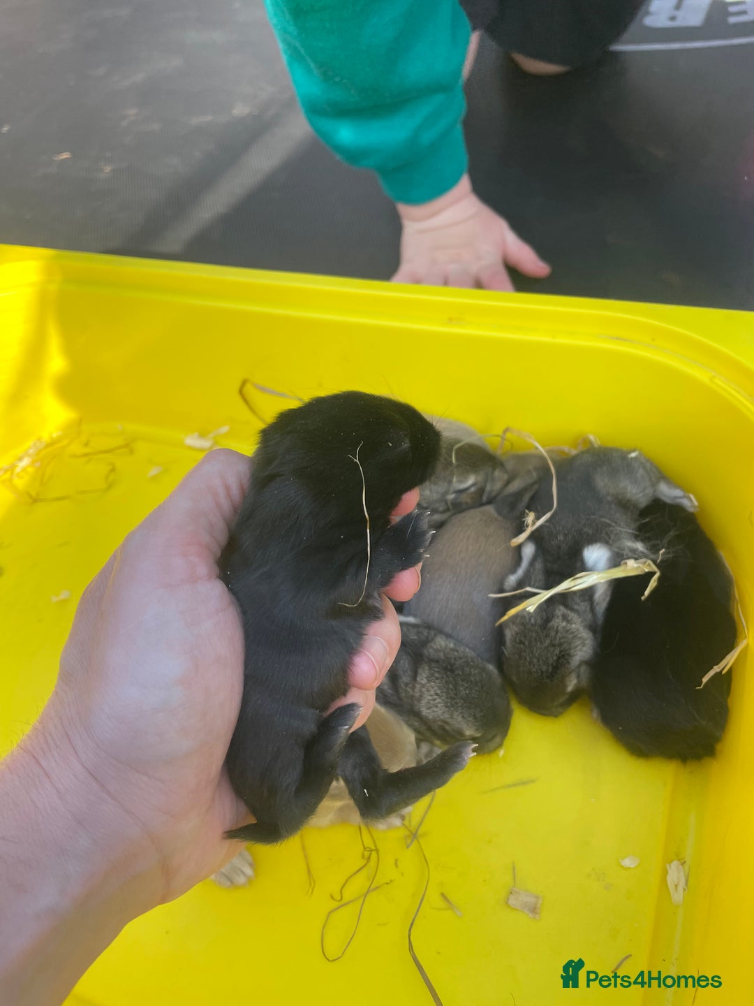 Mini Lop rabbits for sale: Pure Bred Mini Lop Bunnies  - Image 24